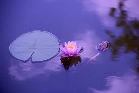 Floating water lily and pad